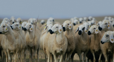 300 koyun projesinde başvurular yarın sona erecek